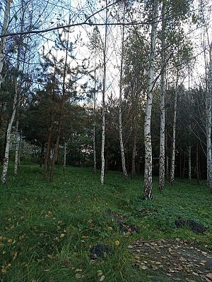  Grafika #1: Dzień Drzewa