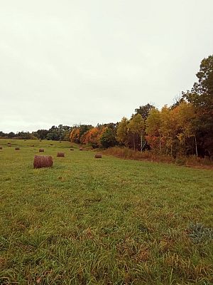  Grafika #2: Dzień Drzewa