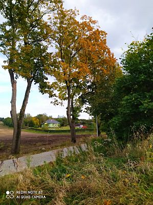  Grafika #4: Dzień Drzewa