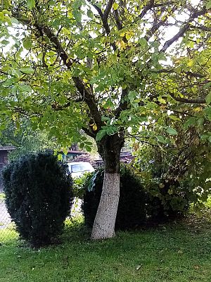  Grafika #5: Dzień Drzewa