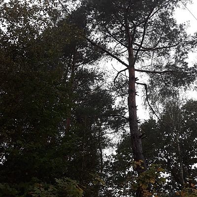  Grafika #6: Dzień Drzewa