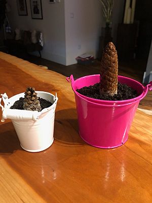  Grafika #7: Dzień Drzewa