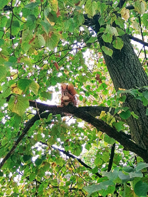  Grafika #9: Dzień Drzewa