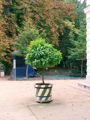  Grafika #10: Dzień Drzewa