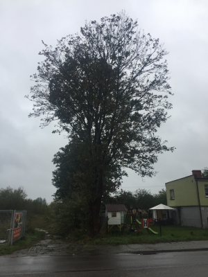  Grafika #13: Dzień Drzewa