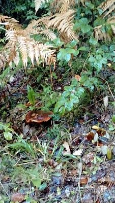  Grafika #15: Wycieczka grupy 0 a i 0 b do lasu