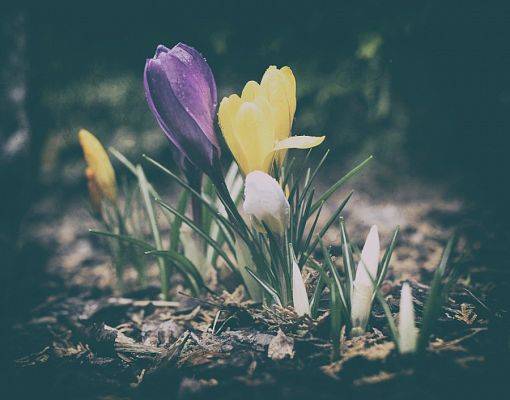  Grafika #5: Wyniki szkolnego konkursu fotograficznego W POSZUKIWANIU WIOSNY
